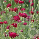 Knautia m. 'Mars Midget' GM P9 BIO