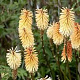 Kniphofia 'Tawny King' GM P9 BIO