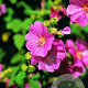 Lavatera 'Bredon Springs' GM P9 BIO