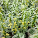 Lamiastrum gal. 'Herman's Pride' GM P9 BIO