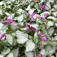 Lamium mac. 'Purple Dragon' GM P9 BIO