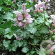 Lamium mac. 'Pink Pewter' GM P9 BIO
