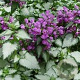 Lamium mac. 'Red Nancy' GM P9 BIO