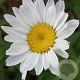Leucanthemum (S) 'Dwarf Snow Lady' GM P9 BIO