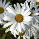 Leucanthemum (S) 'Gruppenstolz' GM P9 BIO