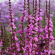 Lythrum 'Dropmore Purple' GM P9 BIO