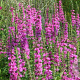 Lythrum sal. 'The Beacon' GM P9 BIO
