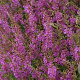 Lythrum sal. 'Swirl' GM P9 BIO