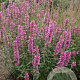 Lythrum virgatum 'Rose Queen' GM P9 BIO