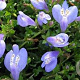 Mazus reptans GM P9 BIO