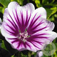 Malva sylvestris 'Zebrina' GM P9 BIO