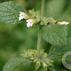 Melissa officinalis GM P9 BIO