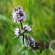 Mentha piperita GM P9 BIO