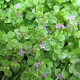 Mentha requienii GM P9 BIO
