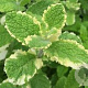 Mentha rot. 'Variegata' GM P9 BIO