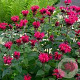 Monarda 'Bee-you Bee-happy' GM P9 BIO