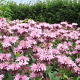Monarda 'Elsie's Lavender' GM P9 BIO