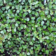 Muehlenbeckia axillaris GM P9 BIO