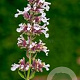 Nepeta grandiflora 'Dawn to Dusk' GM P9 BIO
