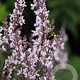 Nepeta nuda 'Purple Cat' GM P9 BIO