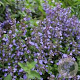 Nepeta 'Purssian Blue' GM P9 BIO