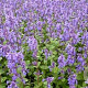 Nepeta racemosa 'Grog' GM P9 BIO