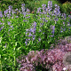 Nepeta sib. 'Souv. d'André Chaudr.' GM P9 BIO
