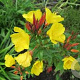 Oenothera fr. 'Fyrverkeri' GM P9 BIO