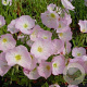 Oenothera speciosa 'Siskiyou' GM P9 BIO