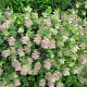 Origanum rot. 'Kent Beauty' GM P9 BIO
