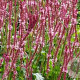 Persicaria a. 'Fascination' GM P9 BIO