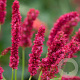 Persicaria a. 'Fat Domino' GM P9 BIO
