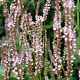 Persicaria a. 'Pink Mist' GM P9 BIO