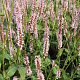 Persicaria a. 'Rosea' GM P9 BIO