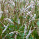 Persicaria a. 'White Eastfield' GM P9 BIO
