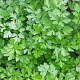 Petroselinum crispum GM P9 BIO