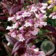 Penstemon 'Dark Towers' GM P9 BIO