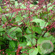 Persicaria filiformis GM P9 BIO