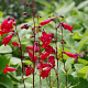 Penstemon 'Schoenholzeri' GM P9 BIO