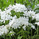 Phlox div. 'May Breeze' GM P9 BIO