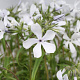 Phlox div. 'White Perfume' GM P9 BIO
