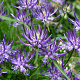 Phyteuma scheuchzeri GM P9 BIO