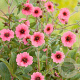 Potentilla nep. 'Miss Willmott' GM P9 BIO