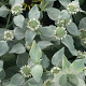 Pycnanthemum muticum GM P9 BIO