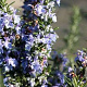 Rosmarinus off. 'Prostratus' GM P9 BIO