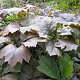 Rodgersia pinnata 'Braunlaub' GM P9 BIO