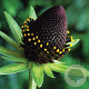 Rudbeckia occident. 'Green Wizard' GM P9 BIO
