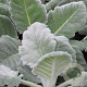 Salvia argentea GM P9 BIO
