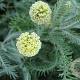 Santolina cham. 'Edward Bowles' GM P9 BIO