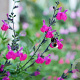 Salvia microphylla GM P9 BIO
